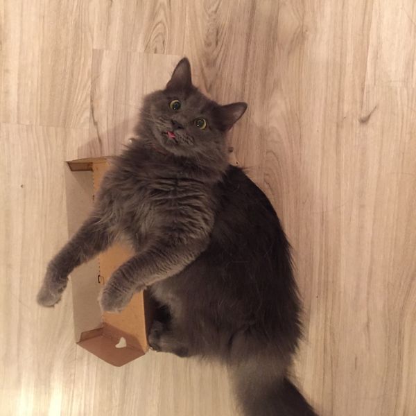 Файл:Tot samiy kot.jpg