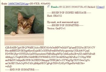 Dead cat.jpg